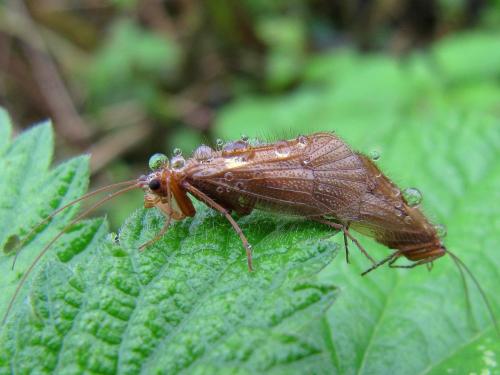 Réf. 66 008 : Chaetopteryx villosa