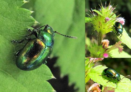 Réf. 66 271 : Chrysolina fastuosa