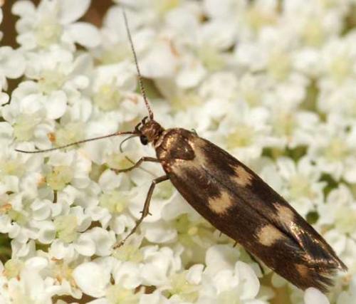 Réf. 66 252 : Scythris scopolella