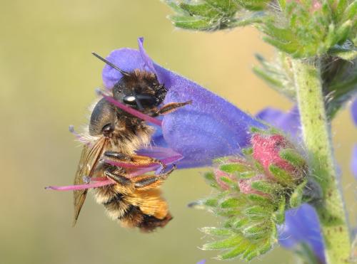 Réf. 66 395 : Osmia bicornis