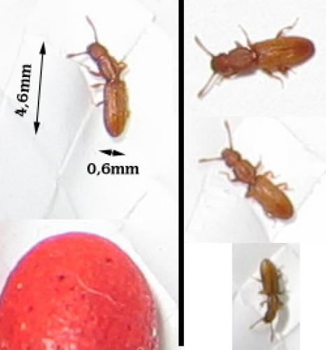 Oryzaephilus sp.