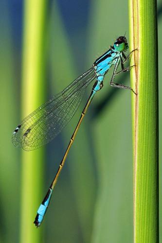 Ischnura elegans