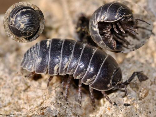 Réf. 66 909 : Armadillidium sp.