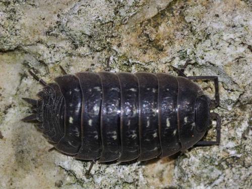 Porcellio sp.