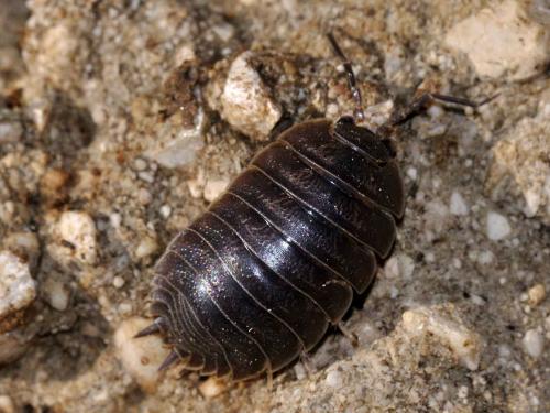 Porcellio sp.