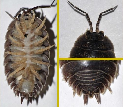 Porcellio sp.