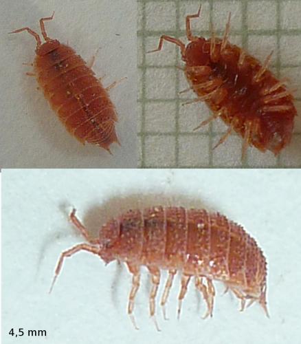 Androniscus dentiger