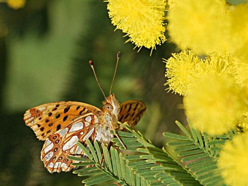Issoria lathonia