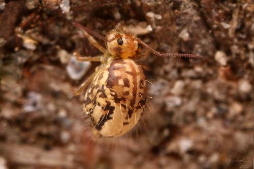 Sminthurus viridis