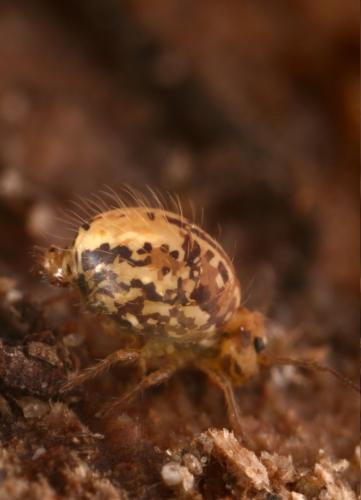 Réf. 66 671 : Sminthurus viridis