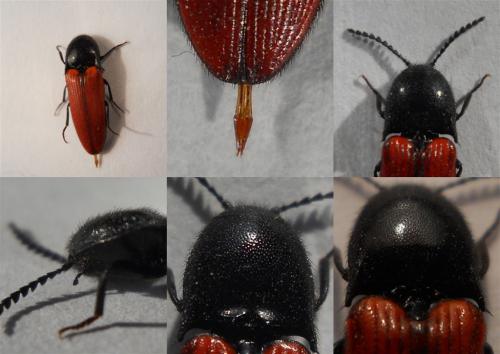 Ampedus rufipennis