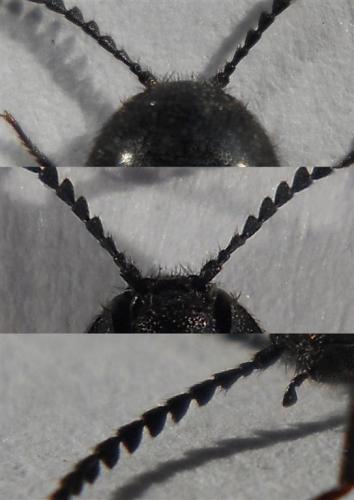 Ampedus rufipennis