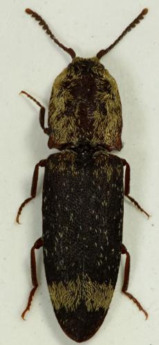 Réf. 66 410 : Lacon querceus
