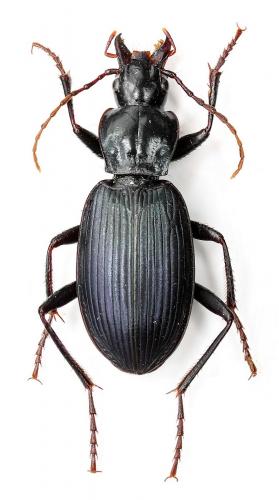 Laemostenus terricola