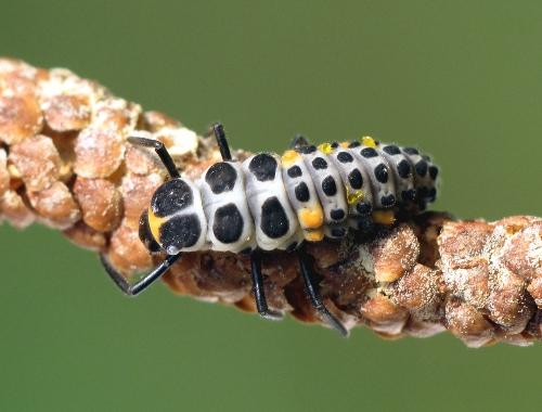 Myzia oblongoguttata