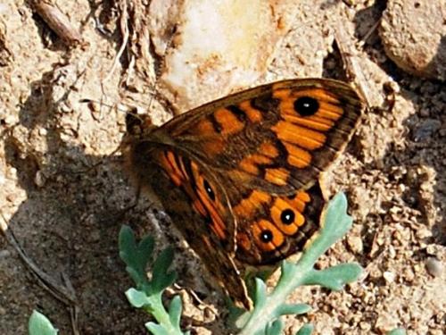 Lasiommata megera
