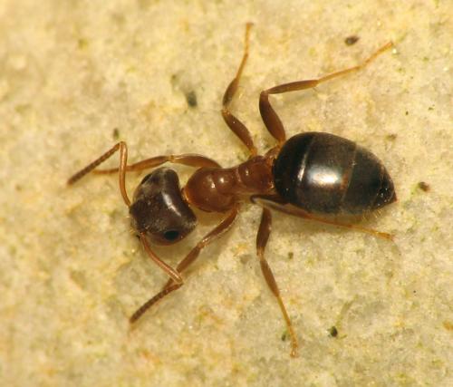 Lasius brunneus