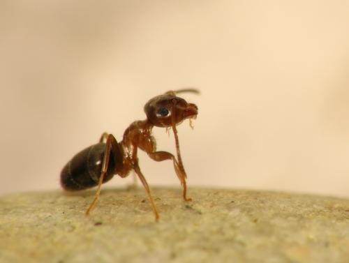 Lasius brunneus