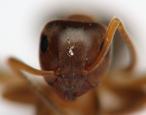 Lasius brunneus