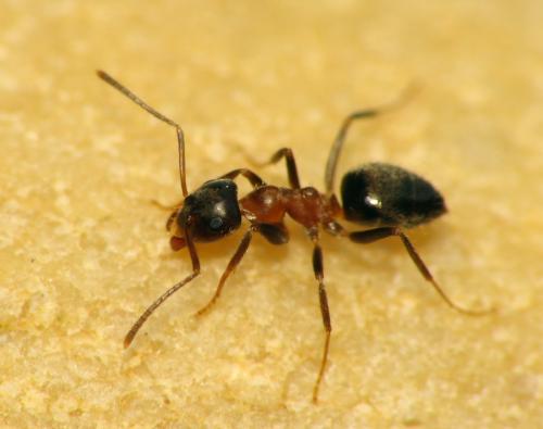 Lasius emarginatus