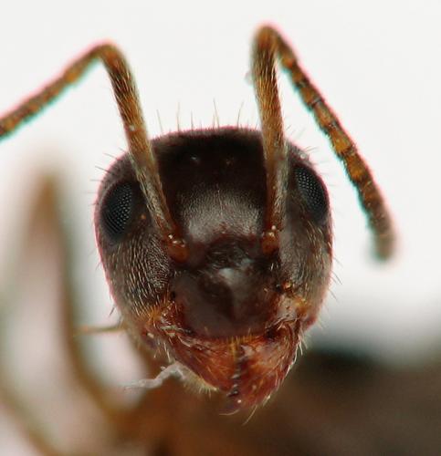 Lasius emarginatus