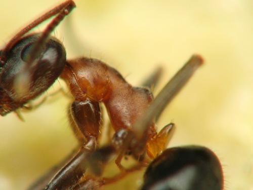 Lasius emarginatus