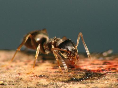 Réf. 66 650 : Lasius paralienus