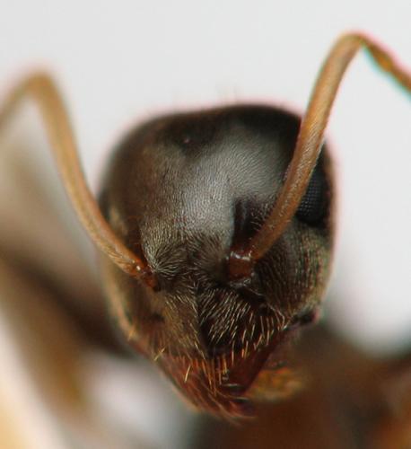 Réf. 66 652 : Lasius paralienus