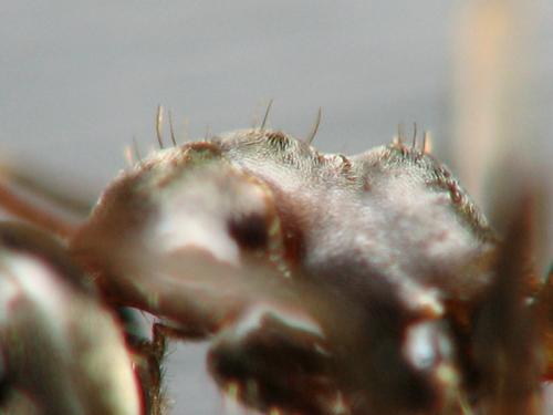 Lasius paralienus