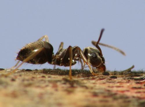 Réf. 66 651 : Lasius paralienus
