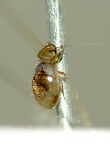 Lepinotus patruelis