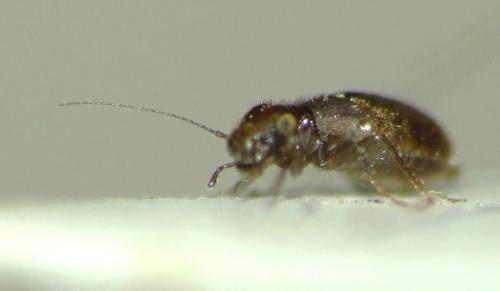 Lepinotus patruelis