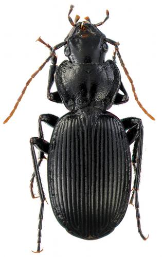 Réf. 66 009 : Licinus hoffmannseggi