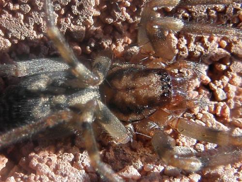 Réf. 66 931 : Liocranum rupicola