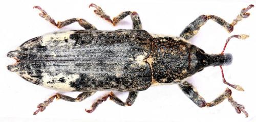 Lixus cylindrus