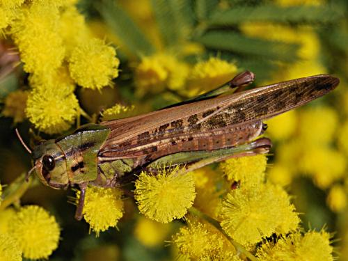 Réf. 66 510 : Locusta migratoria