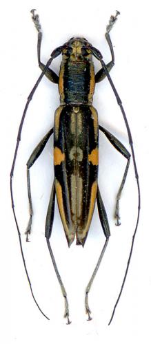 Leptonota comitessa