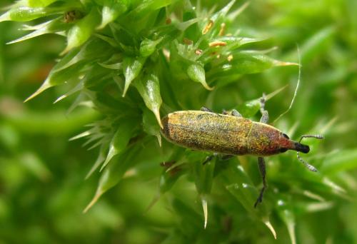 Lixus rubicundus