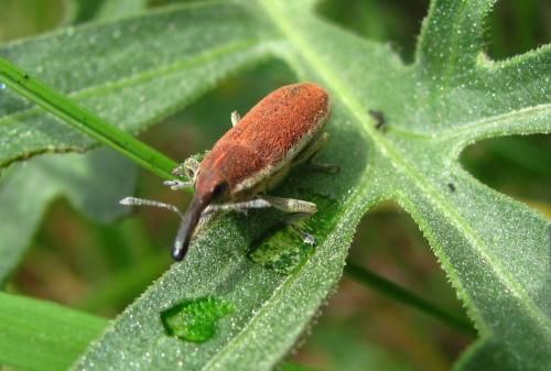 Lixus scolopax