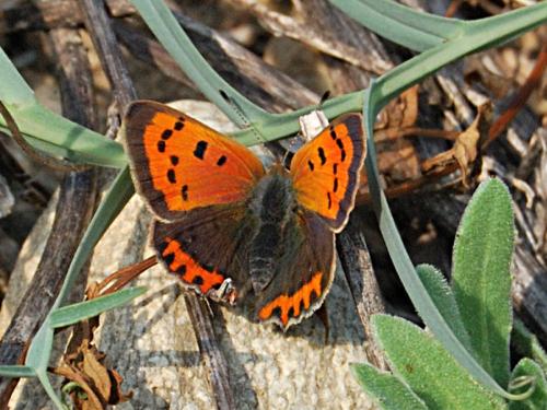 Lycaena phlaeas