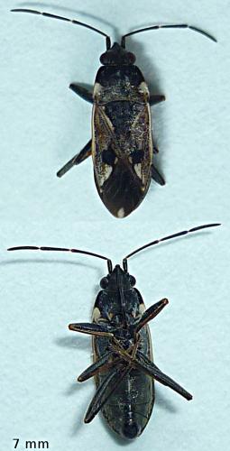 Rhyparochromus vulgaris