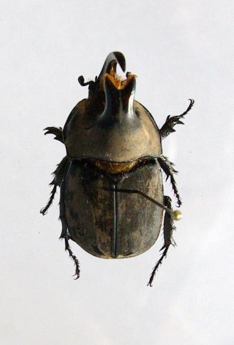 Diloboderus abderus