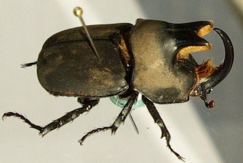 Diloboderus abderus