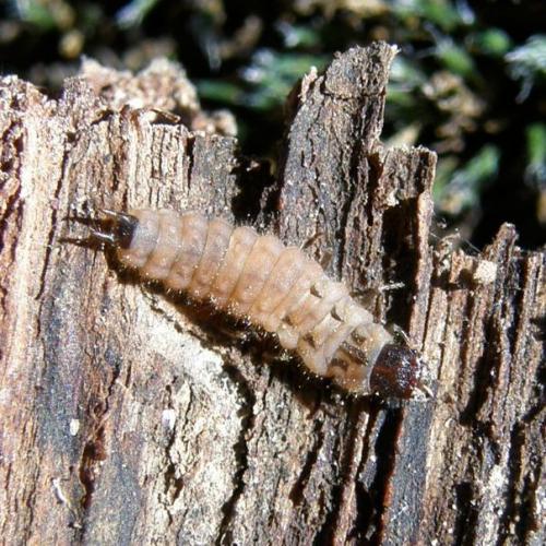 Malachius bipustulatus