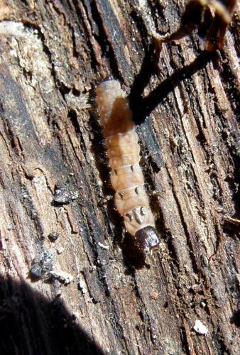 Malachius bipustulatus