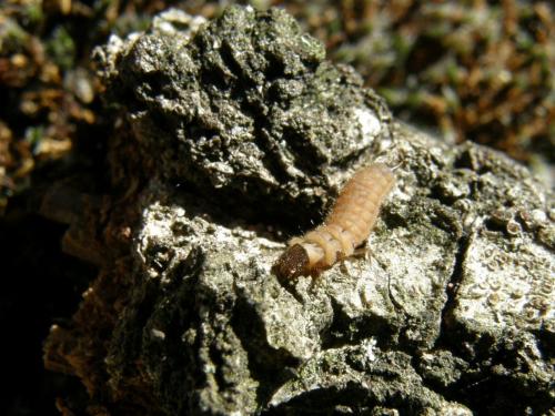 Malachius bipustulatus