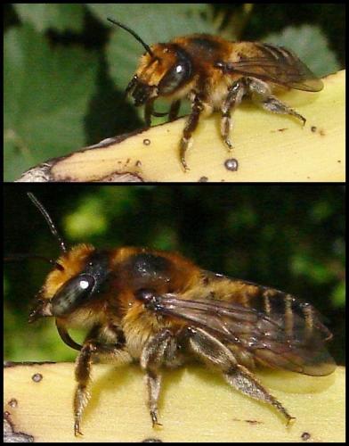 Réf. 66 205 : Megachile sp.