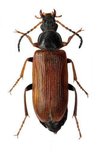 Megischina rosinae