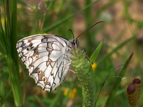 Réf. 66 418 : Melanargia lachesis