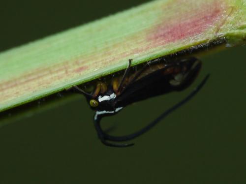 Réf. 66 849 : Stylocentrus ancora